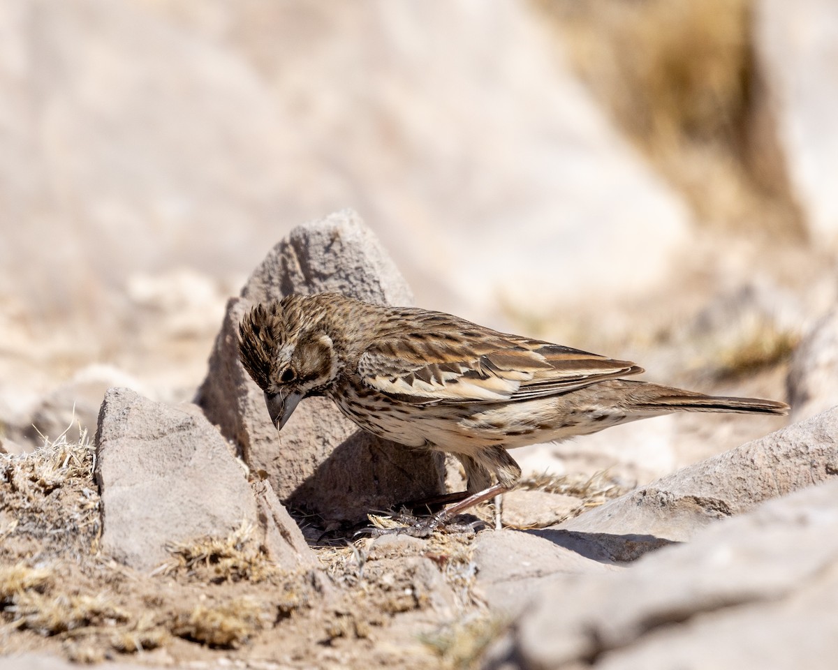 Lark Bunting - Trevor Sleight