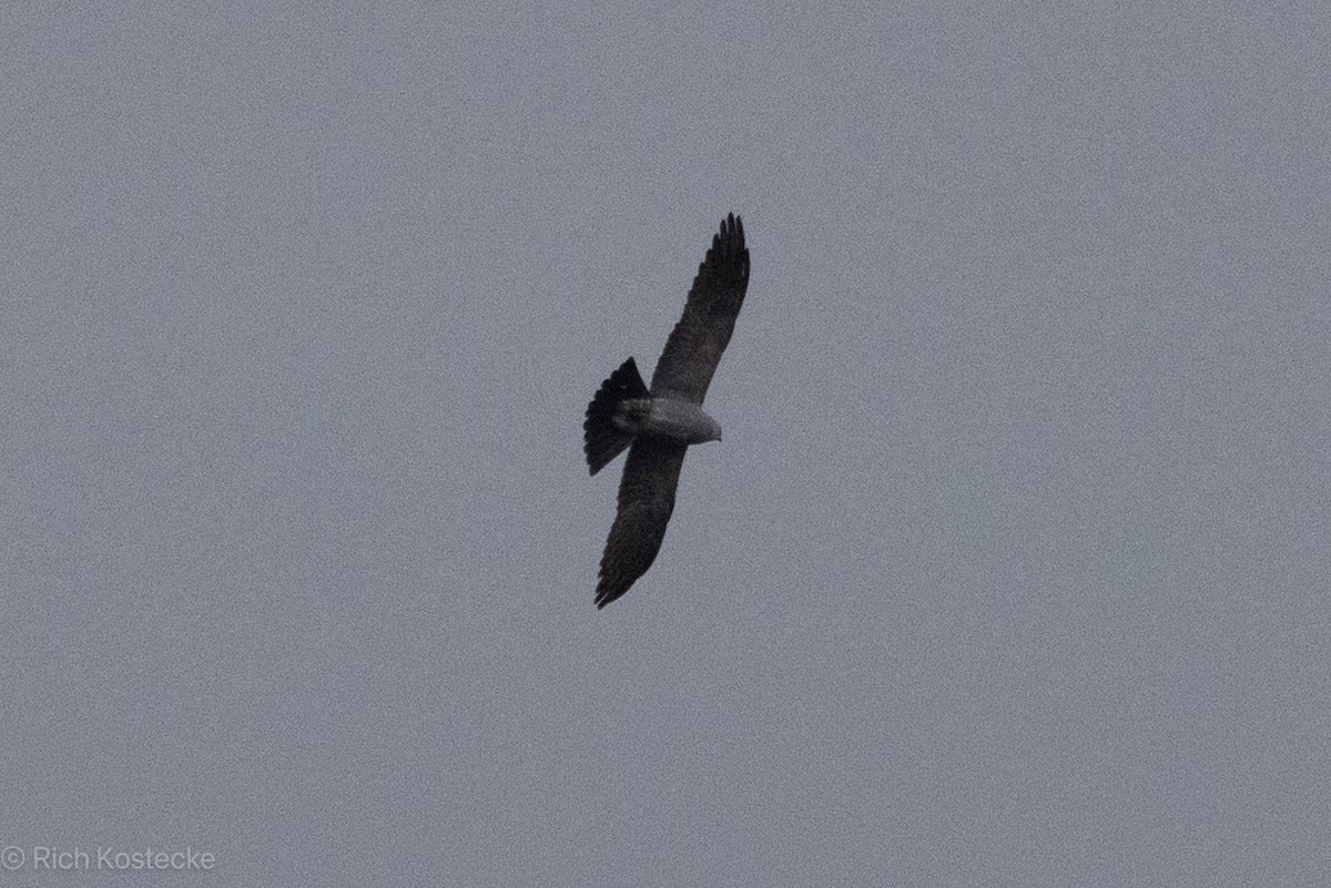 Mississippi Kite - Rich Kostecke