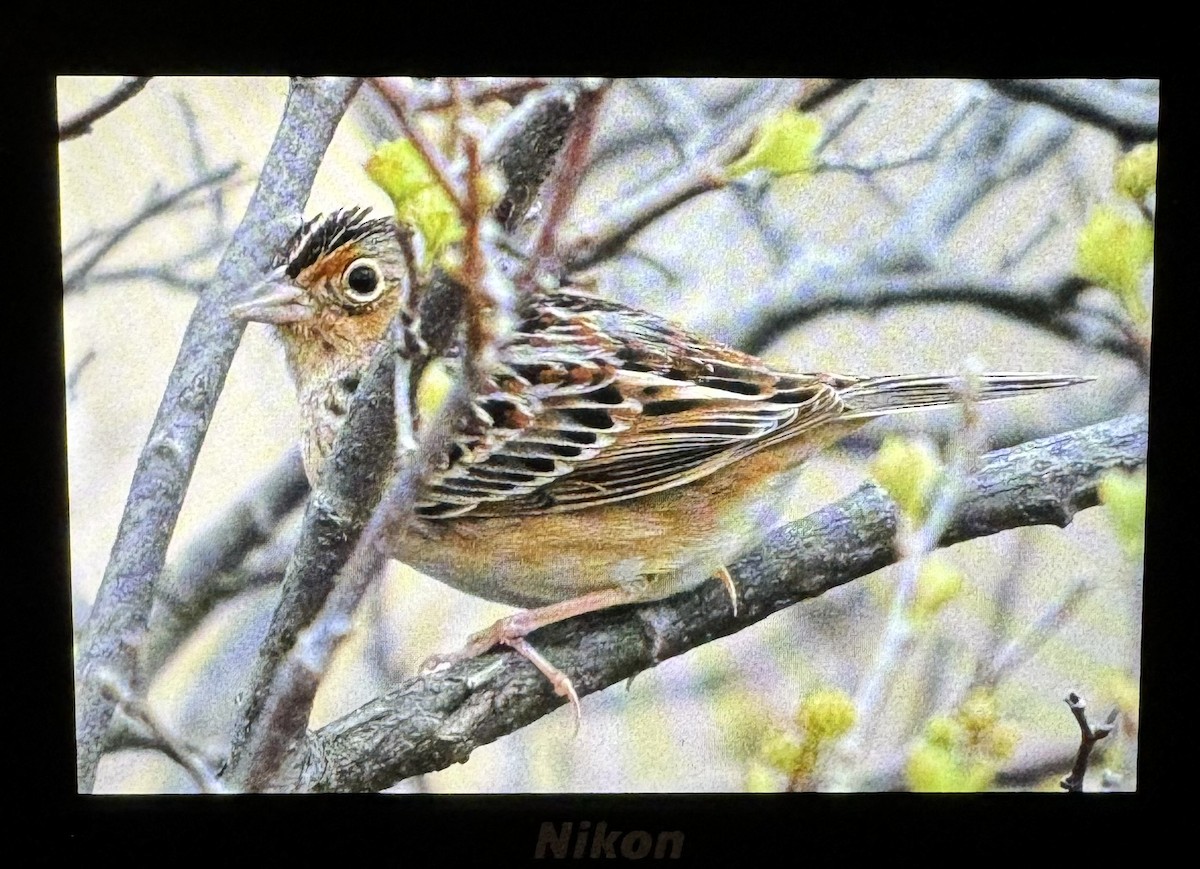 Grasshopper Sparrow - ML618124766