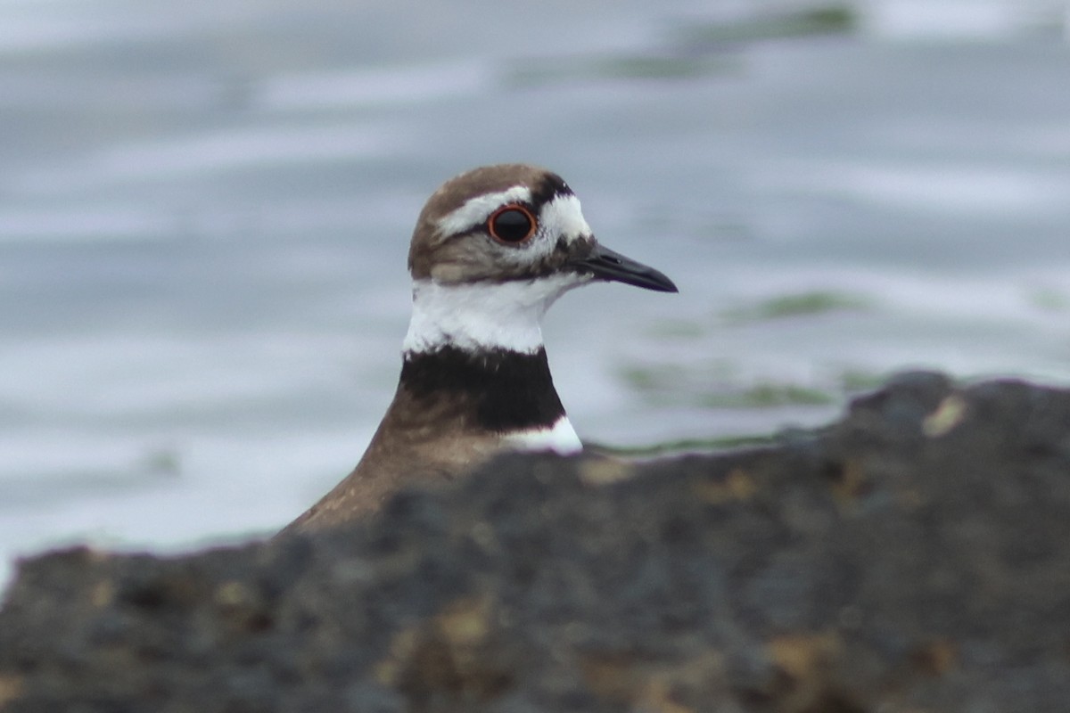 Killdeer - Vikas Madhav Nagarajan