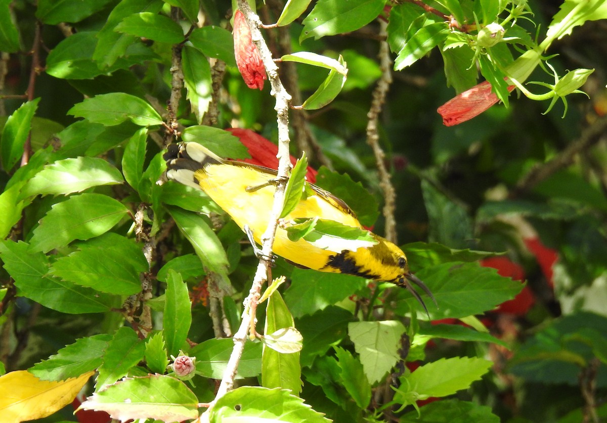 Sahul Sunbird - Monica Mesch