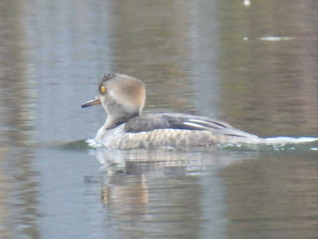 Hooded Merganser - Joseph McGill