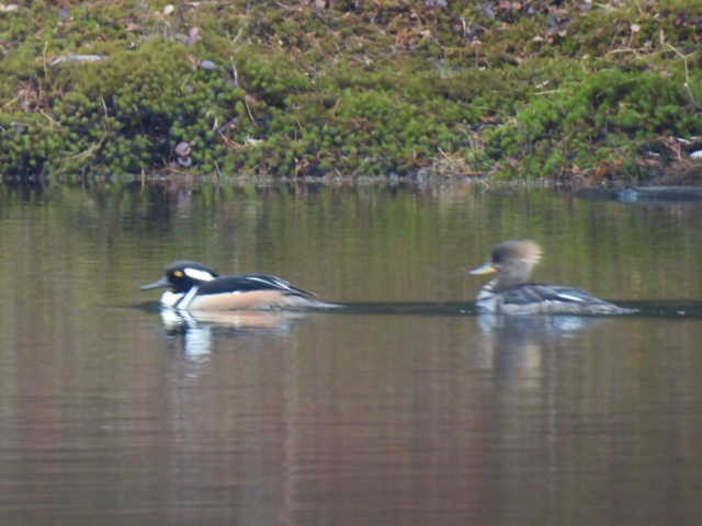 Hooded Merganser - Joseph McGill