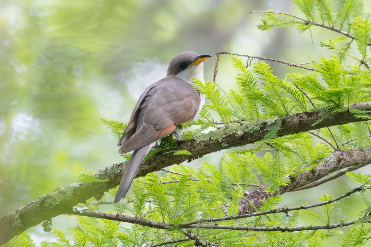 Yellow-billed Cuckoo - Linda McNulty