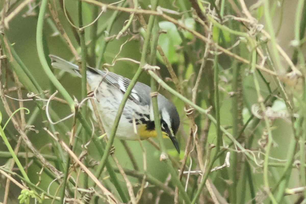 Yellow-throated Warbler (dominica/stoddardi) - Vikas Madhav Nagarajan