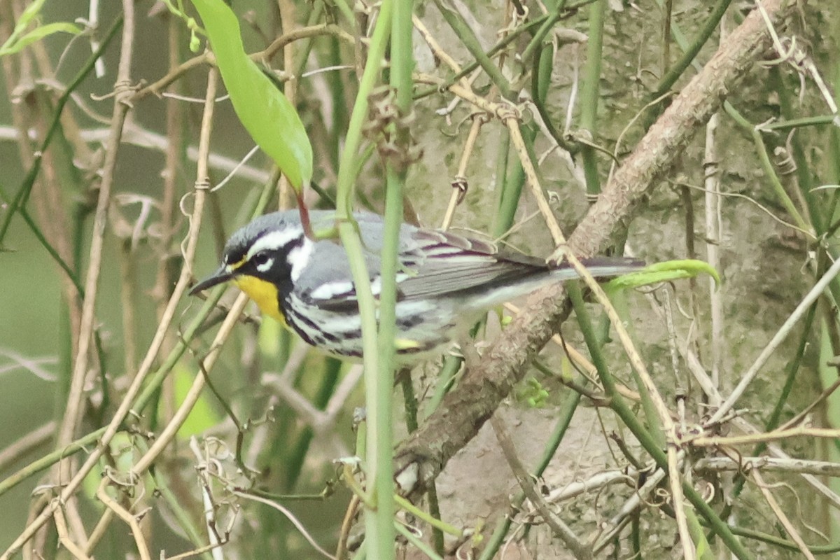 Yellow-throated Warbler (dominica/stoddardi) - Vikas Madhav Nagarajan