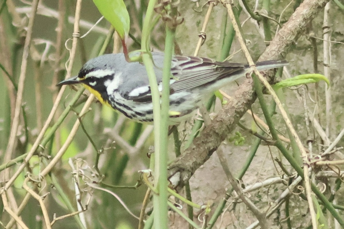 Yellow-throated Warbler (dominica/stoddardi) - Vikas Madhav Nagarajan