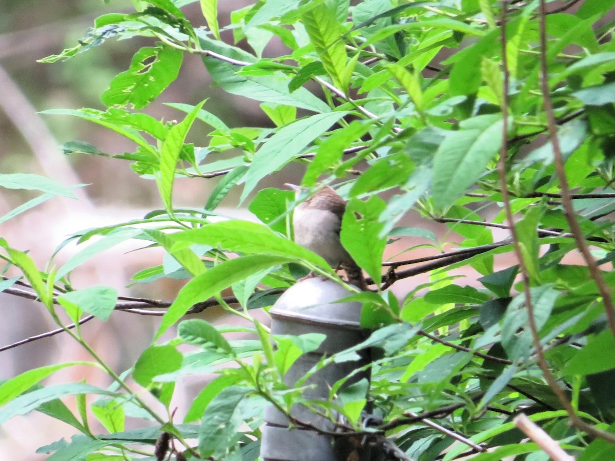 House Wren - David Poortinga