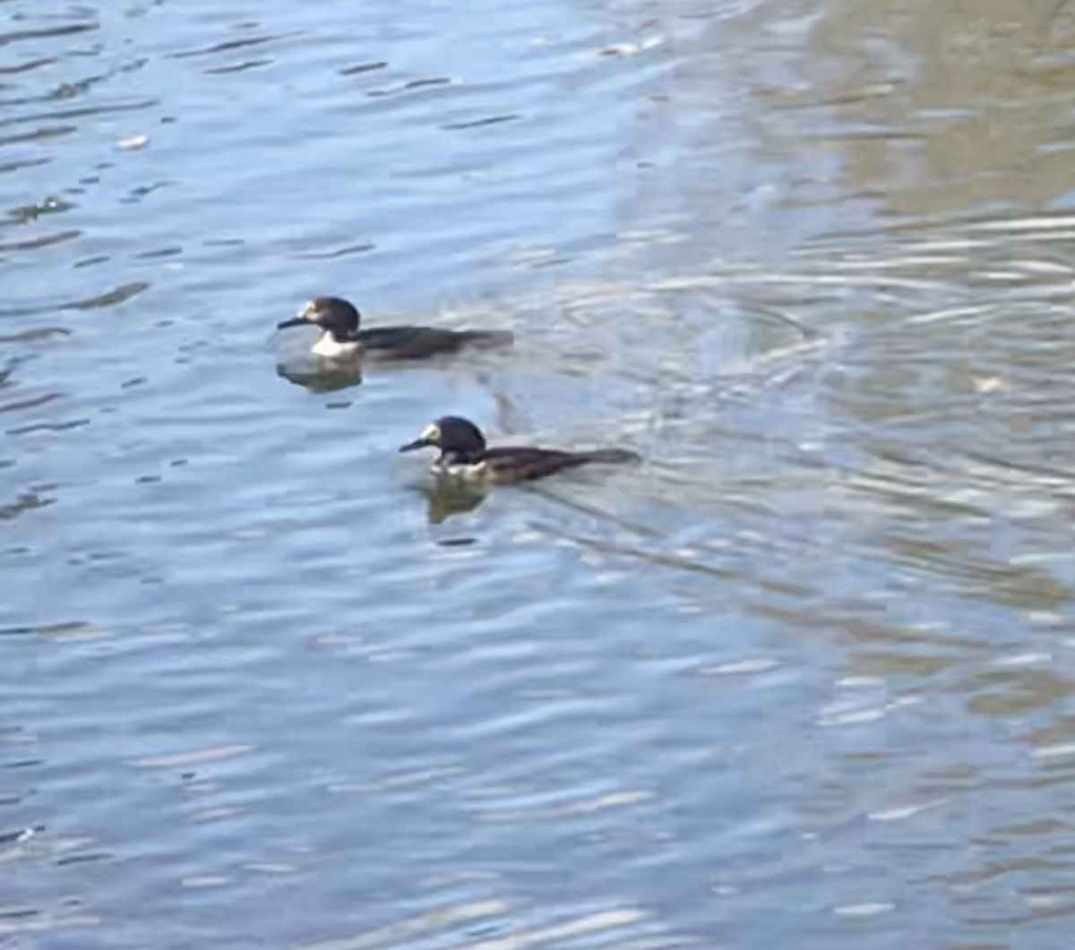 Hooded Merganser - Lydia Uppington