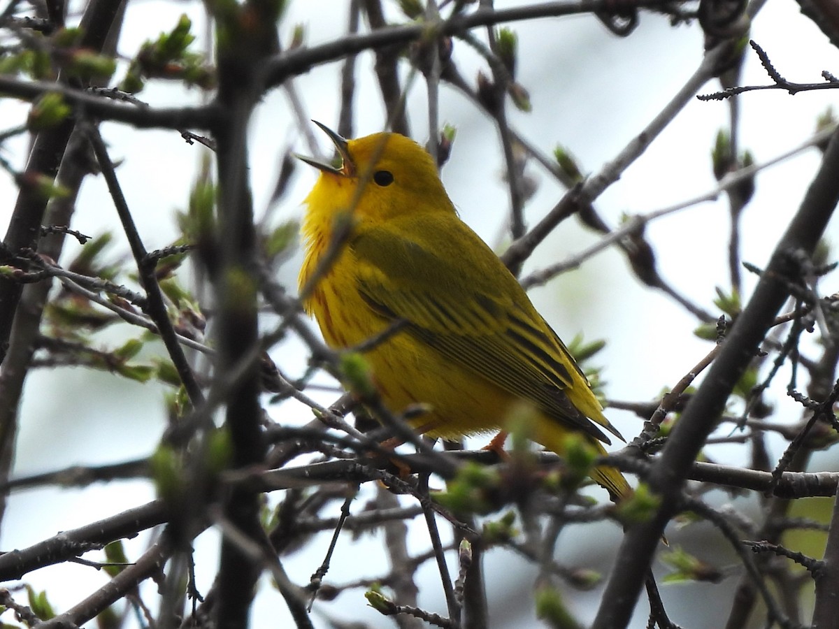 Yellow Warbler - ML618124884