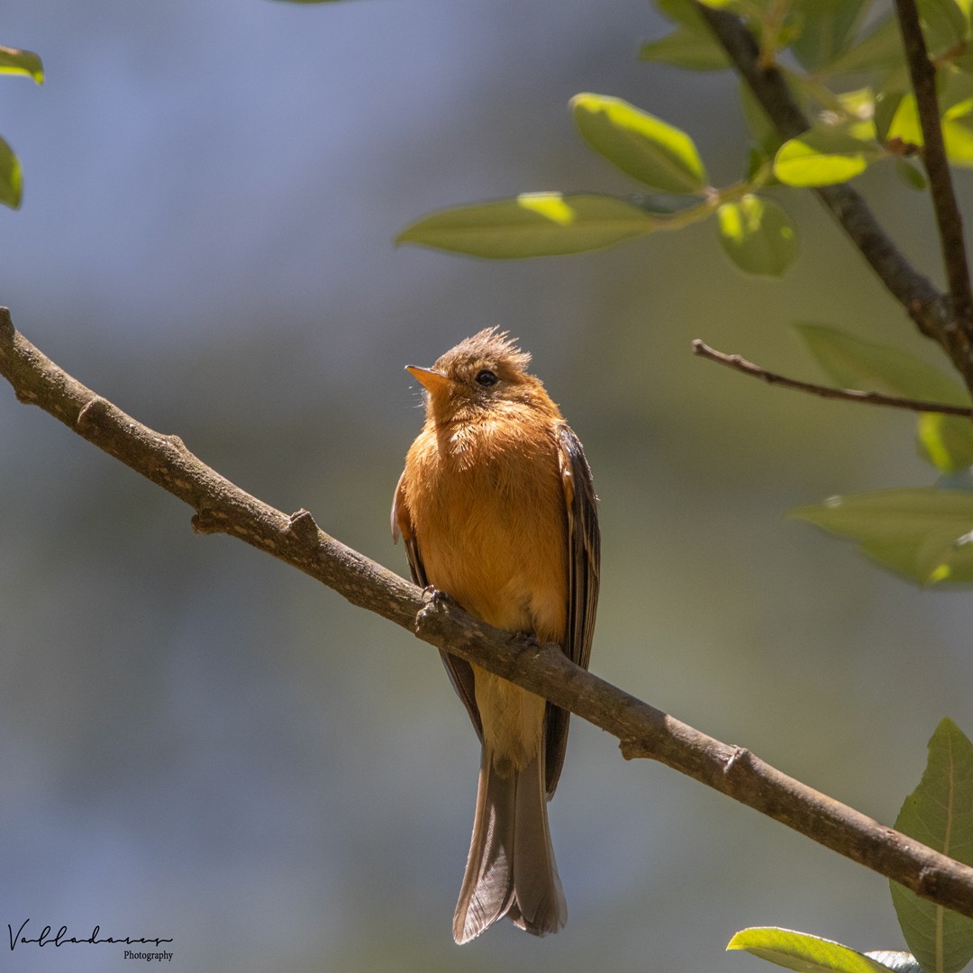 Tufted Flycatcher - ML618124892