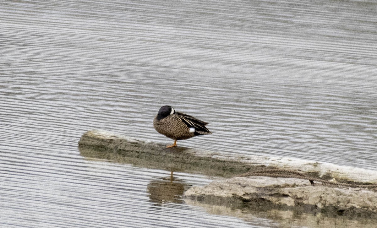 Blue-winged Teal - ML618124899