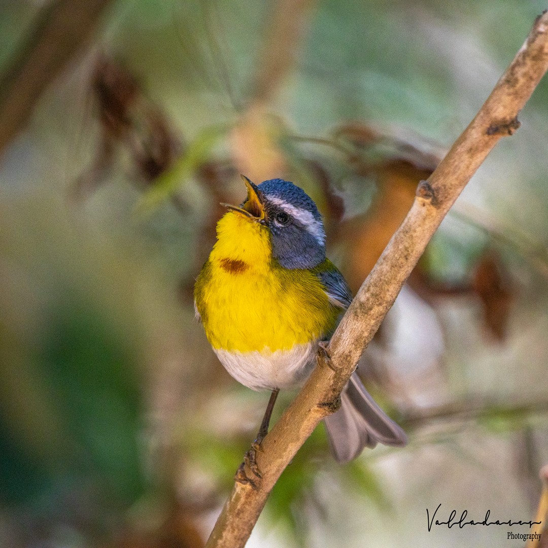 Crescent-chested Warbler - David Valladares A