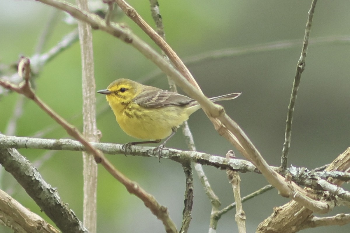 Prairie Warbler - Vikas Madhav Nagarajan