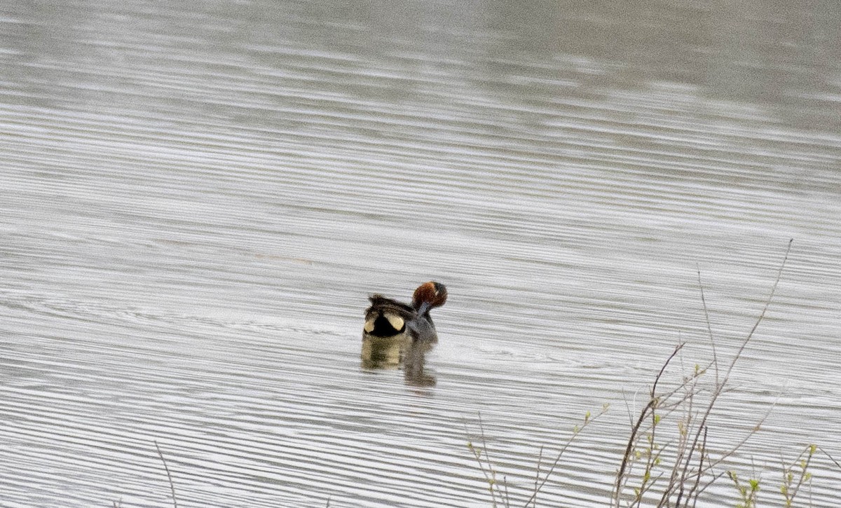 Green-winged Teal - ML618124910