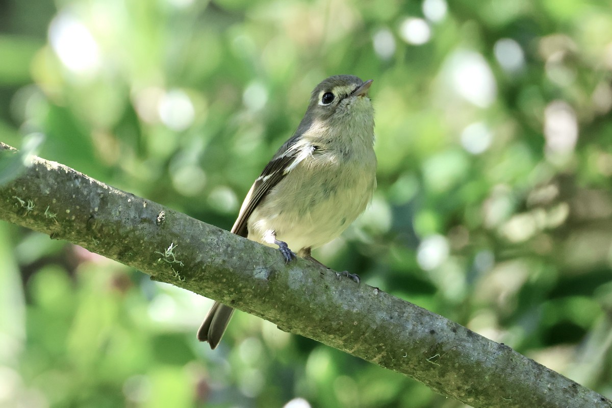 Hutton's Vireo - ML618124915