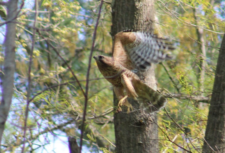 Red-shouldered Hawk - Deborah  Hansen