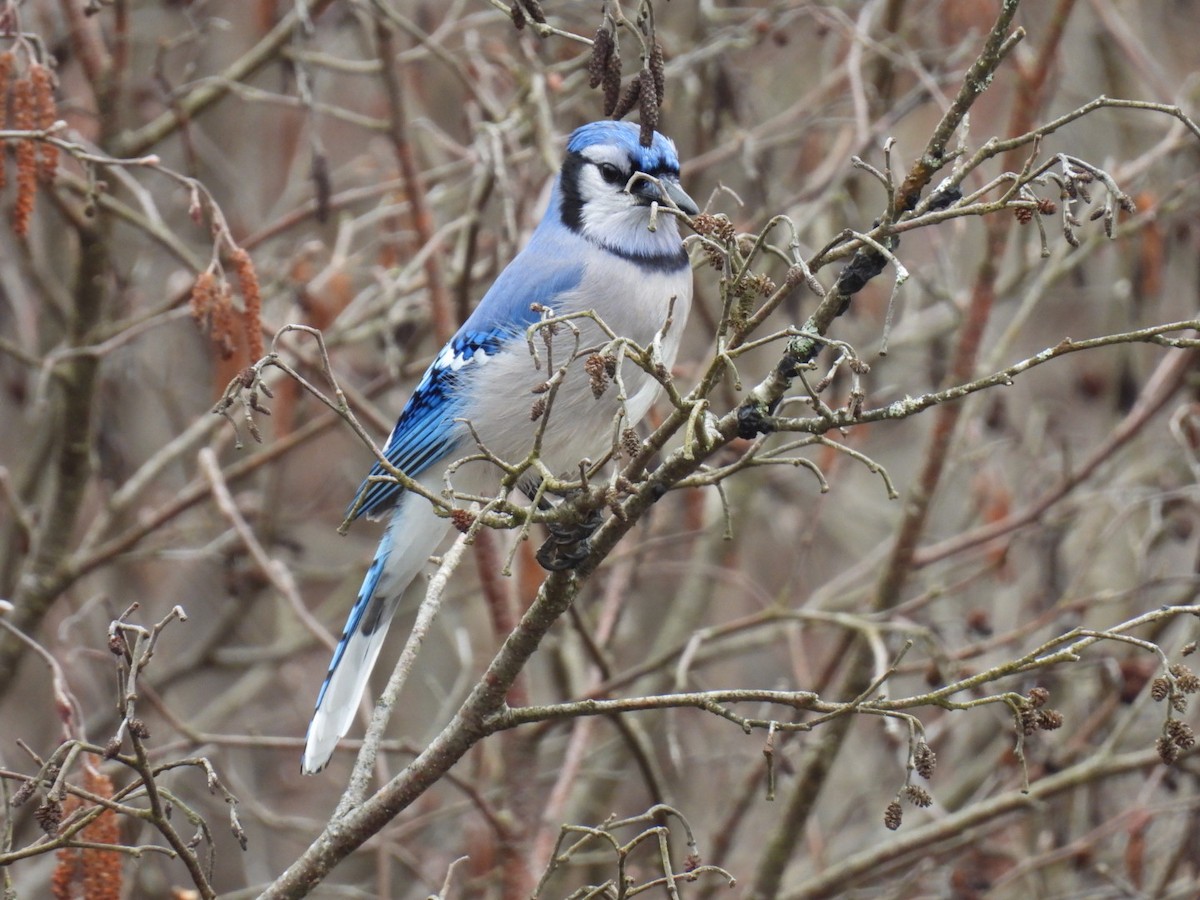 Blue Jay - Joe McGill