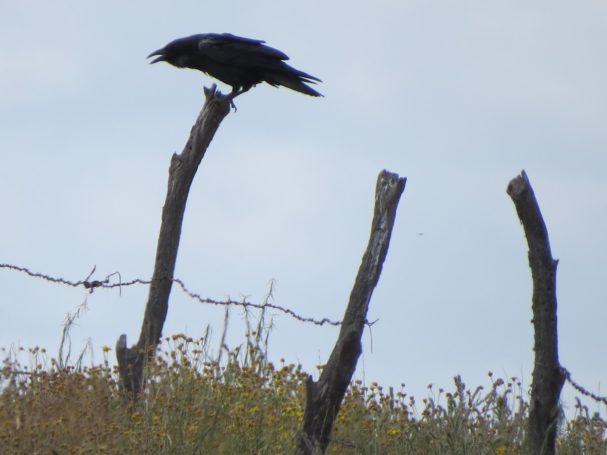 Common Raven - GLORIA GWYNNE