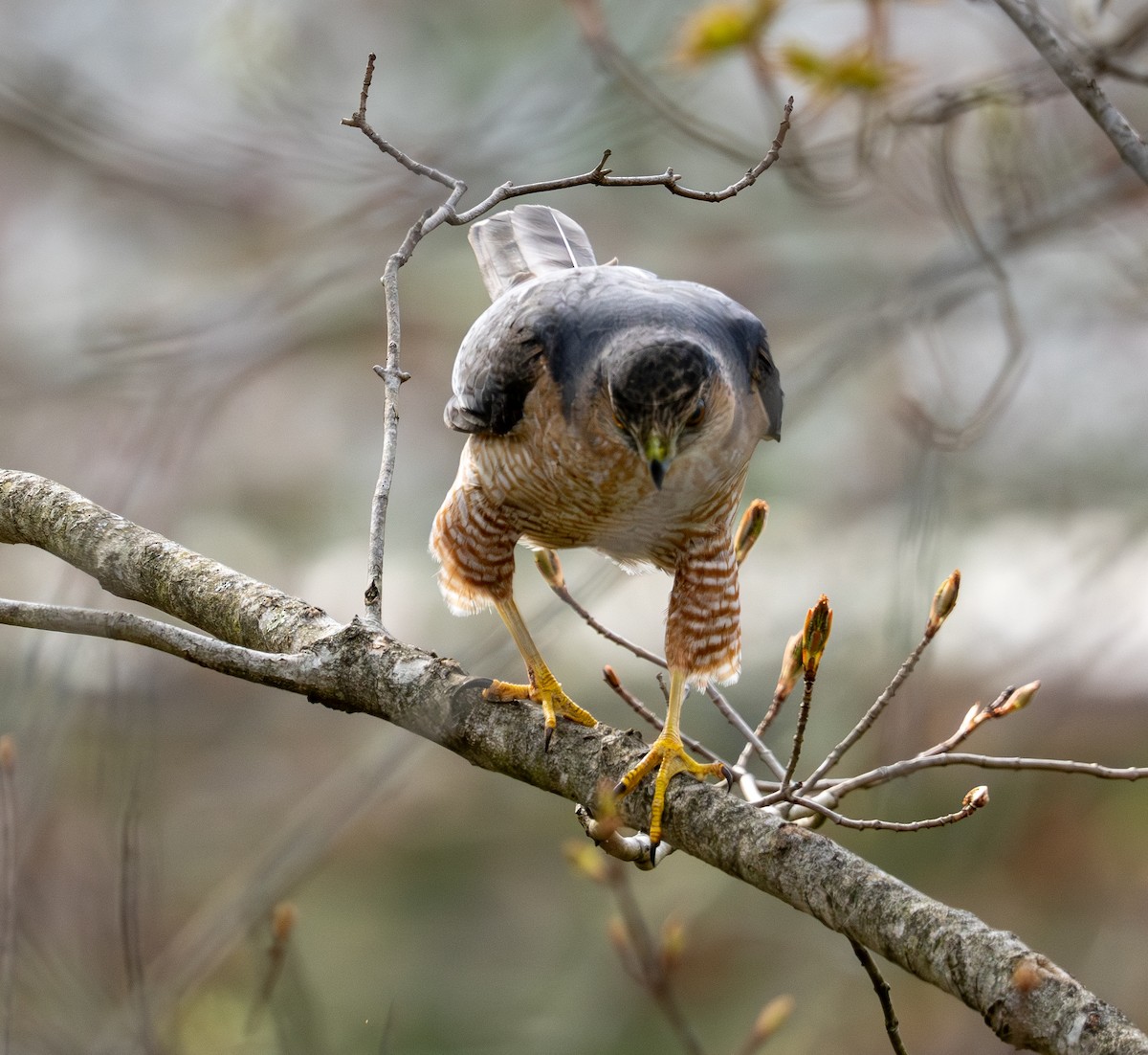 Cooper's Hawk - Pam Geiger