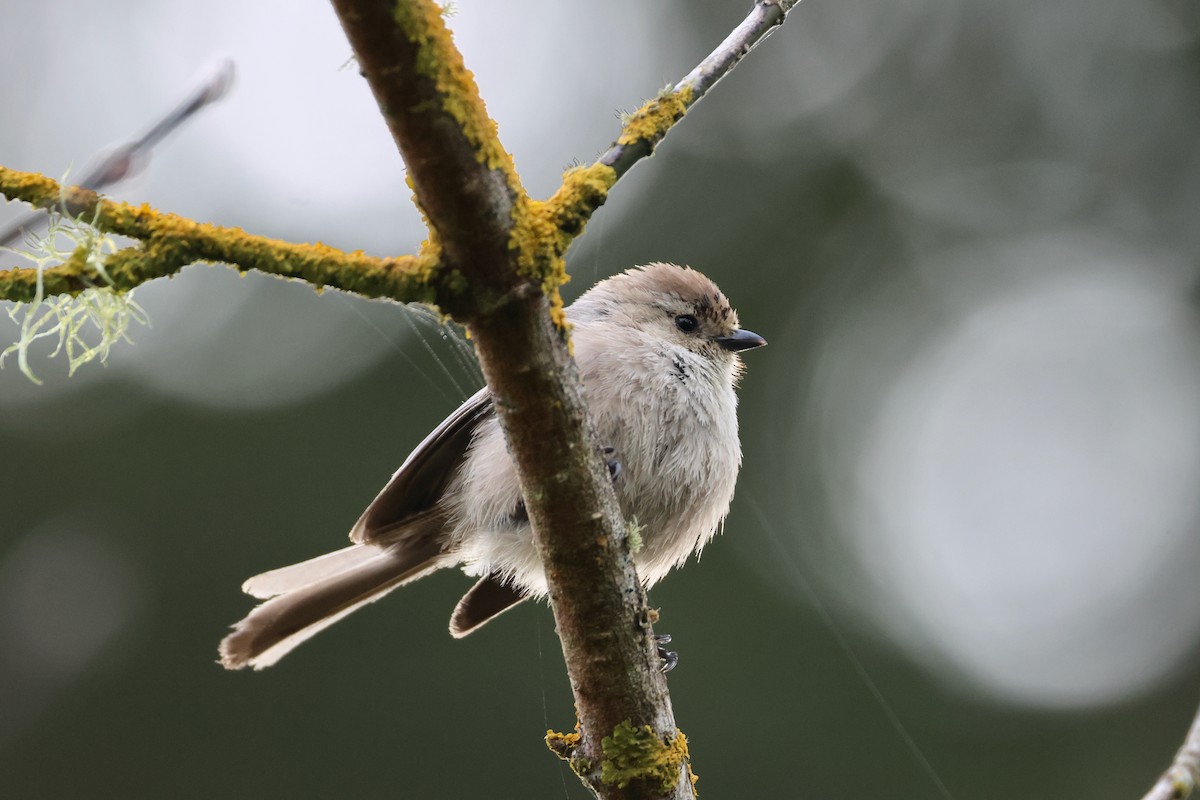 Bushtit - Paul Gorday