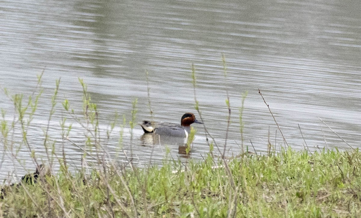 Green-winged Teal - ML618125040