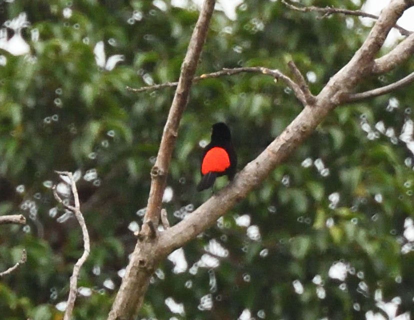 Scarlet-rumped Tanager - ML618125041