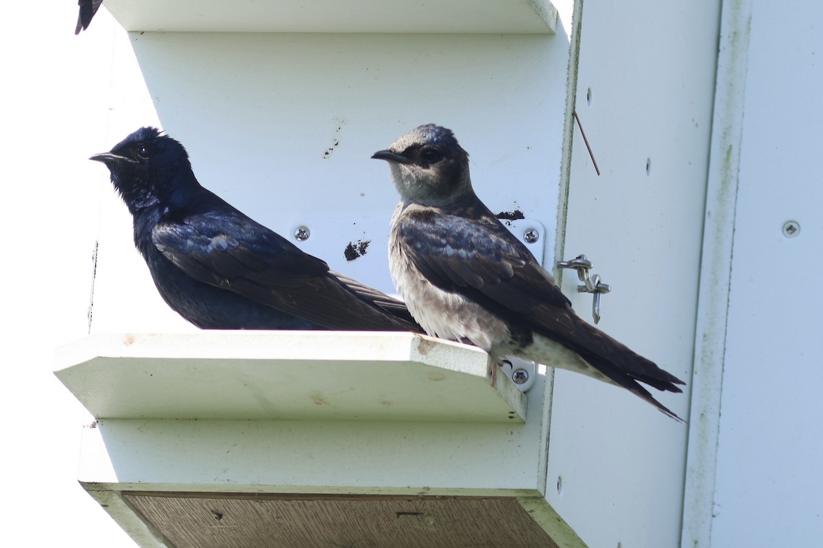 Purple Martin - Vikas Madhav Nagarajan