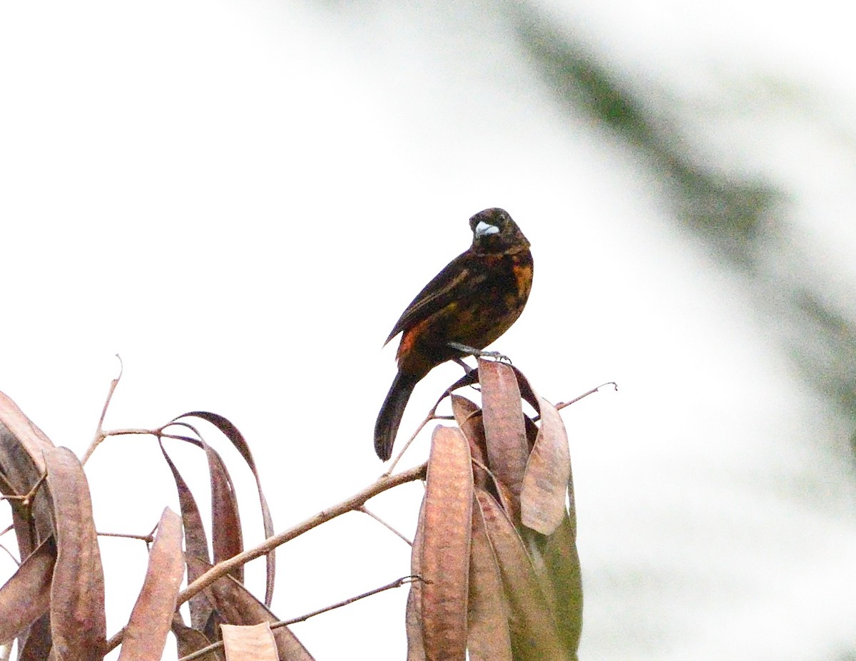 Scarlet-rumped Tanager - ML618125060