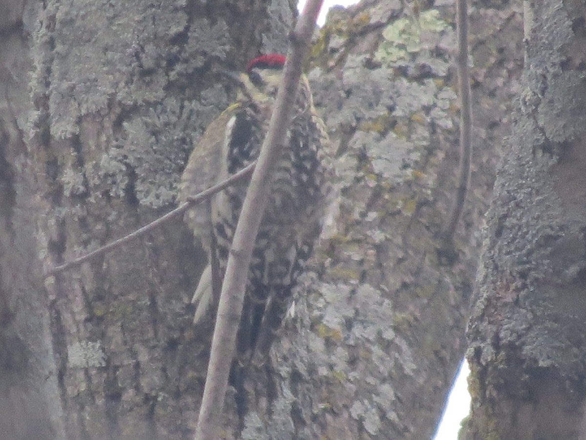 Yellow-bellied Sapsucker - Ethan Maynard