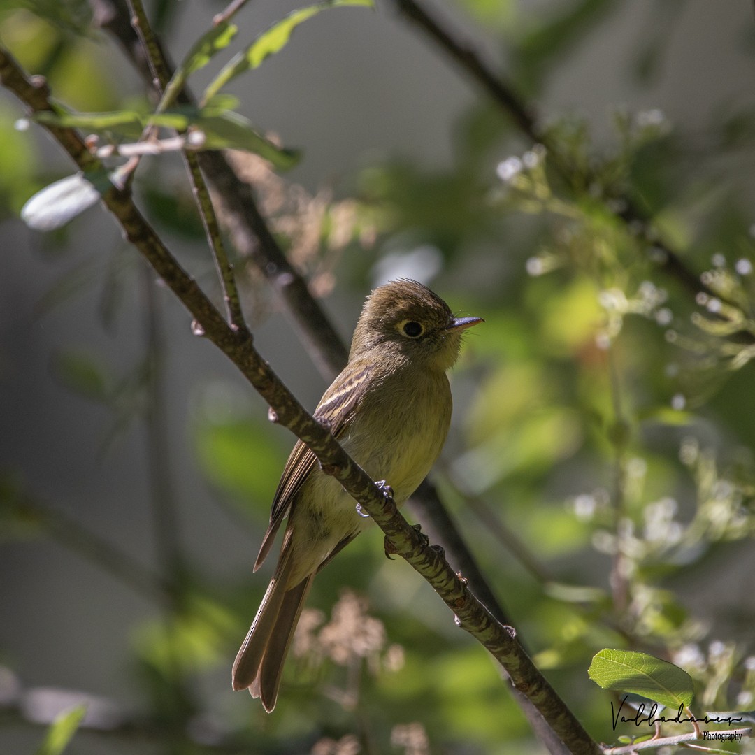 Western Flycatcher (Cordilleran) - ML618125102