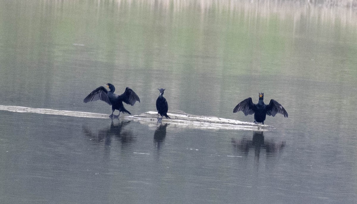 Double-crested Cormorant - ML618125109