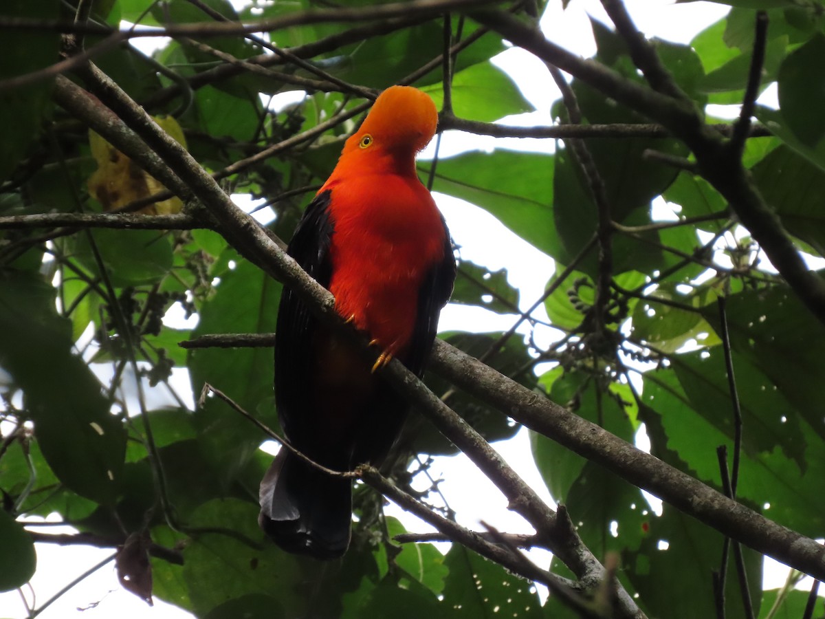 Andean Cock-of-the-rock - Cristian Cufiño