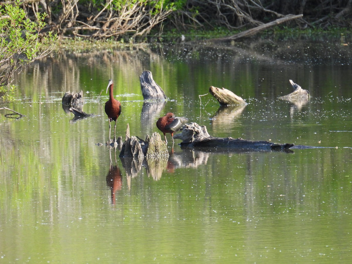 Glossy Ibis - ML618125139