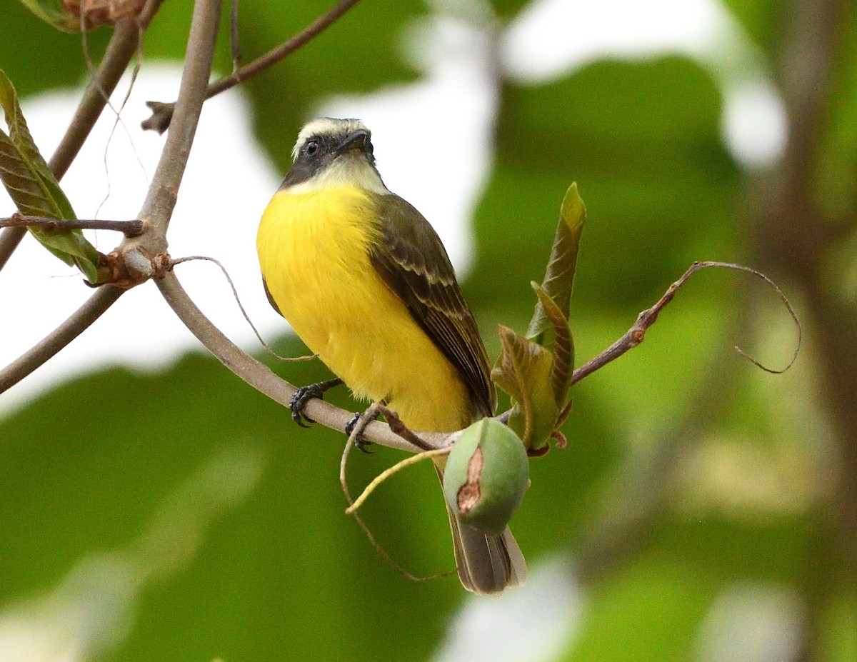 Social Flycatcher - Margaret Hough