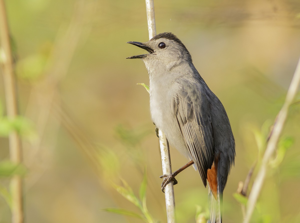 Gray Catbird - Carl Thomson