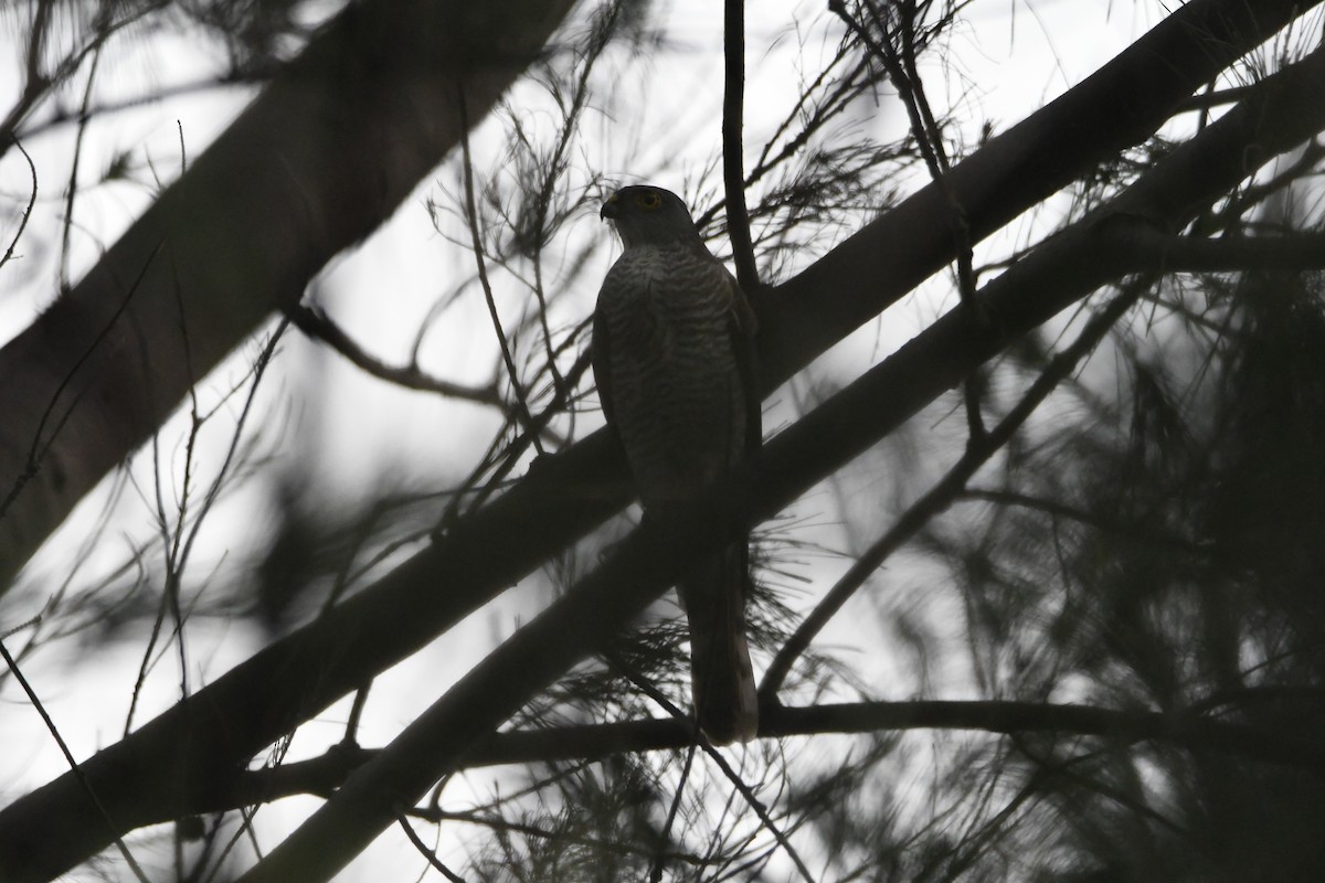 Japanese Sparrowhawk - 品諭 陳