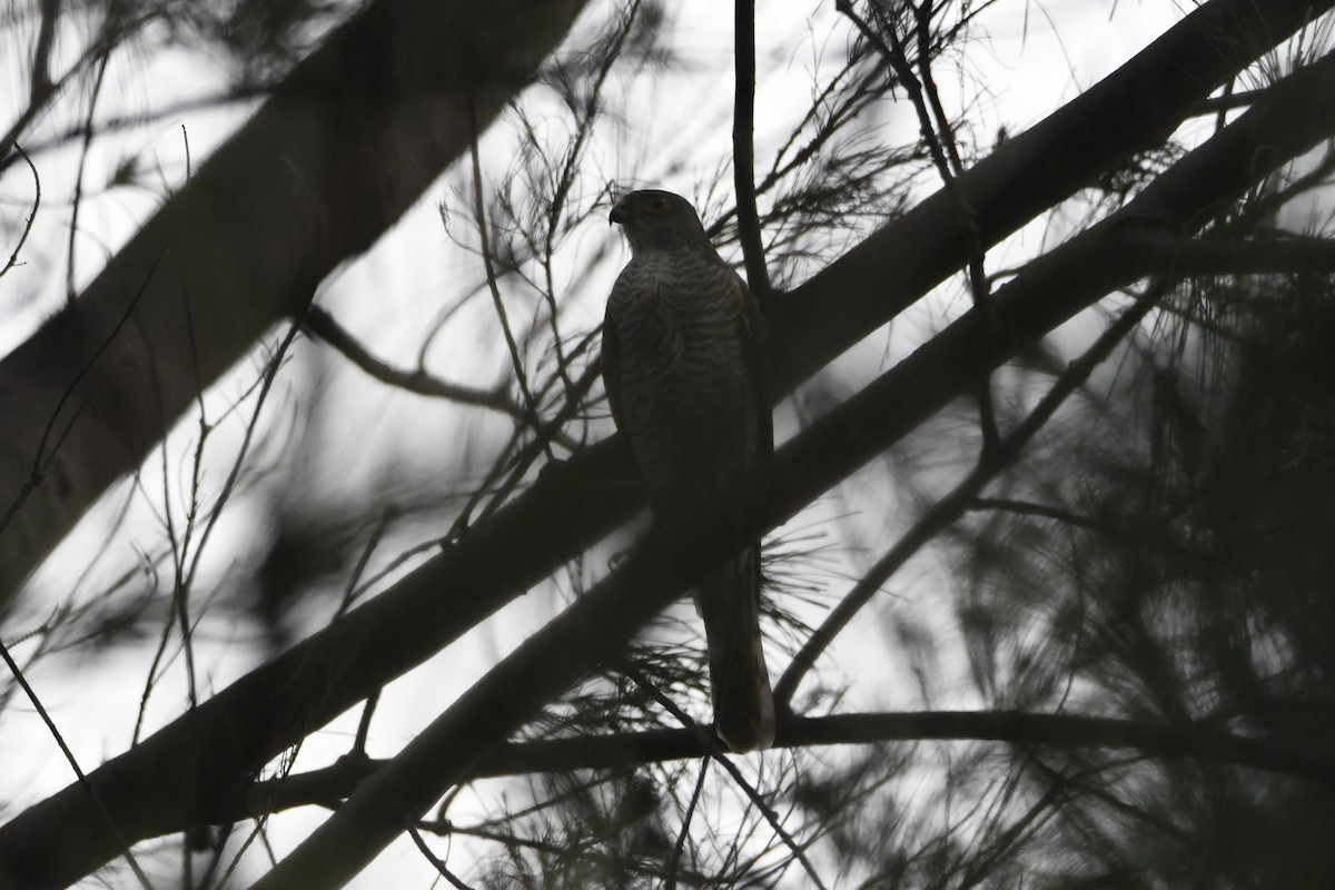 Japanese Sparrowhawk - 品諭 陳