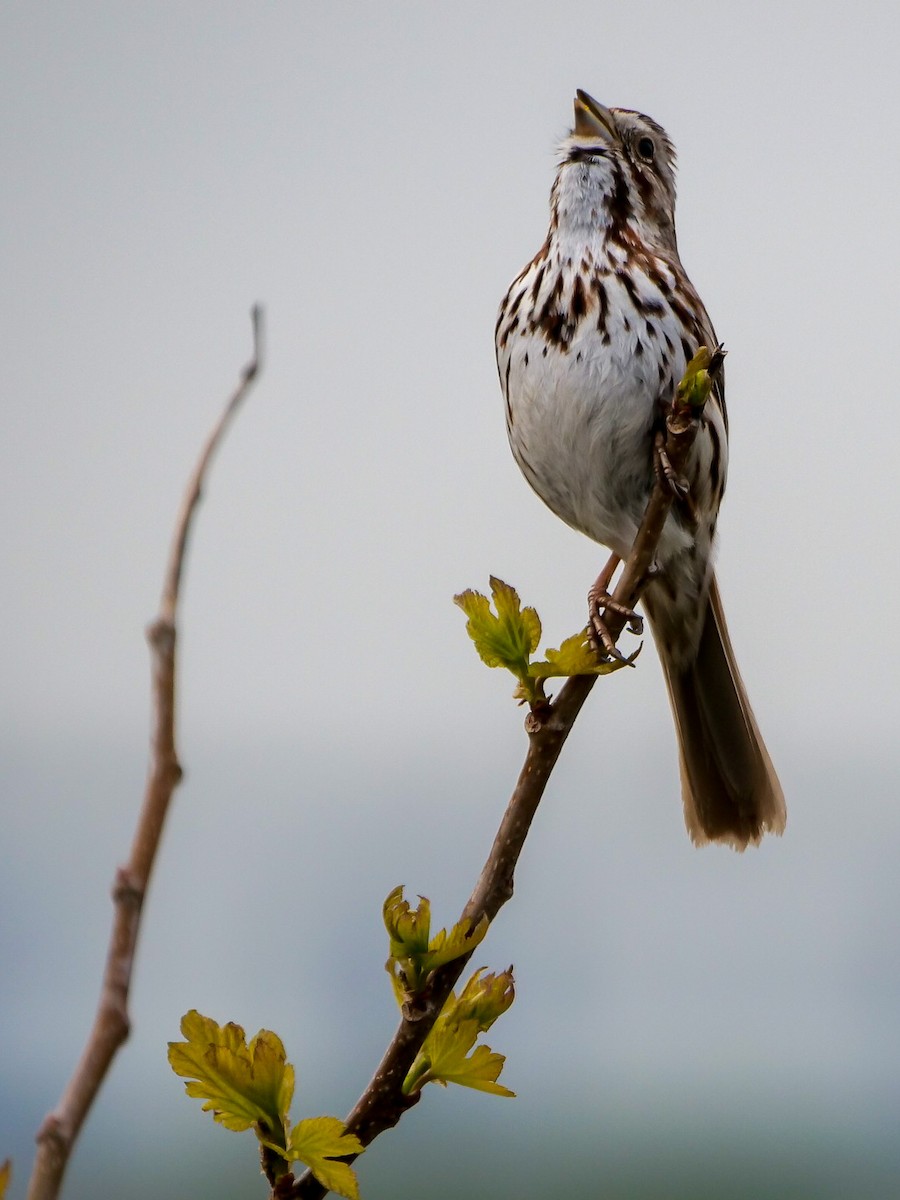 Song Sparrow - Doug Hosney