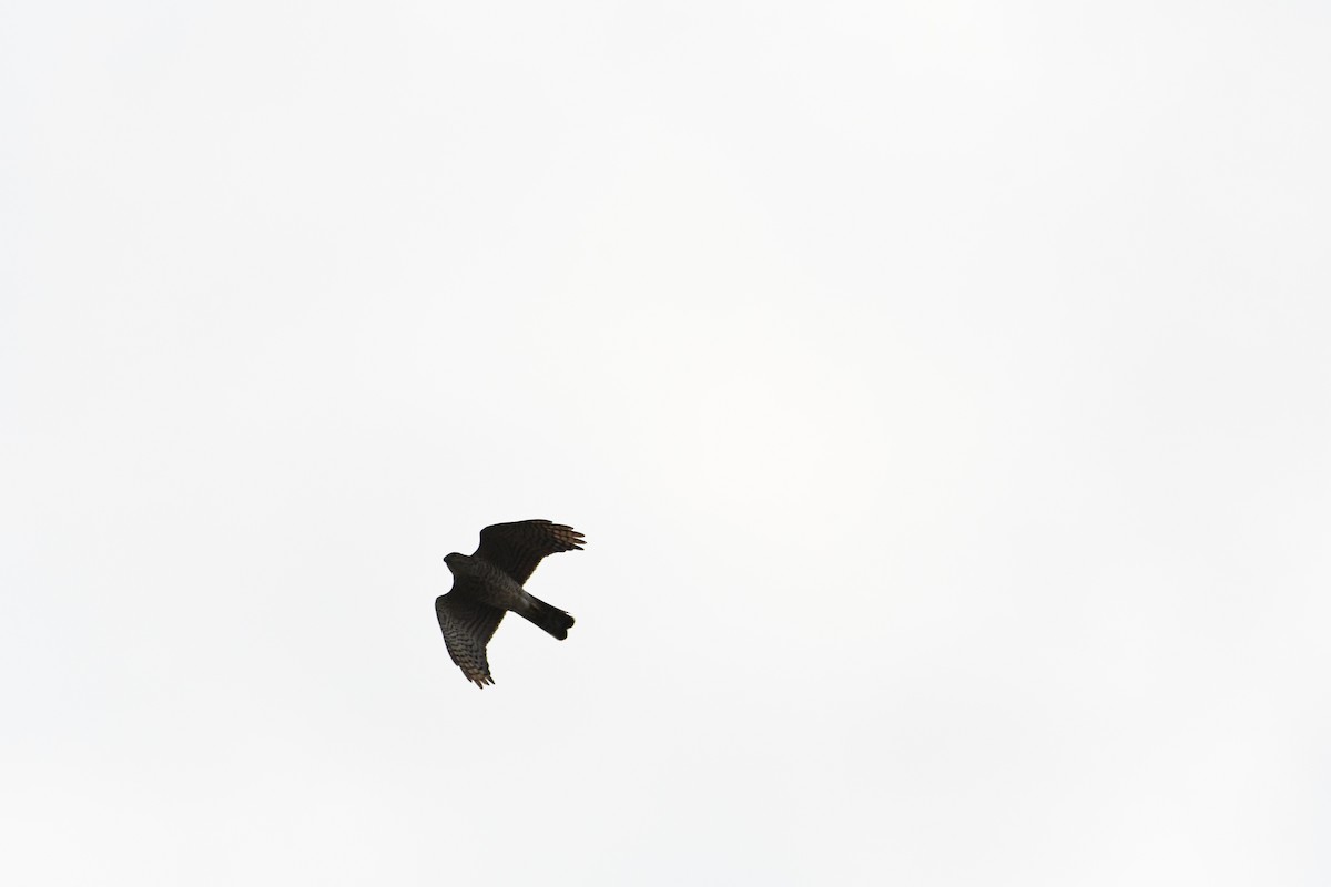 Japanese Sparrowhawk - 品諭 陳