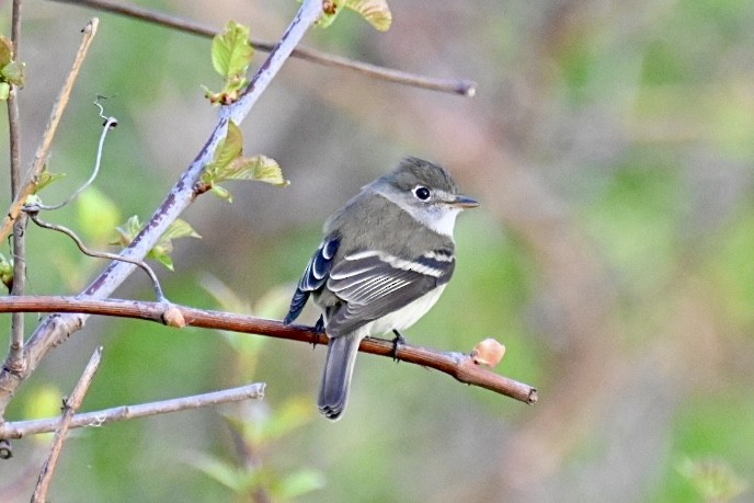 Least Flycatcher - Janet Brooks