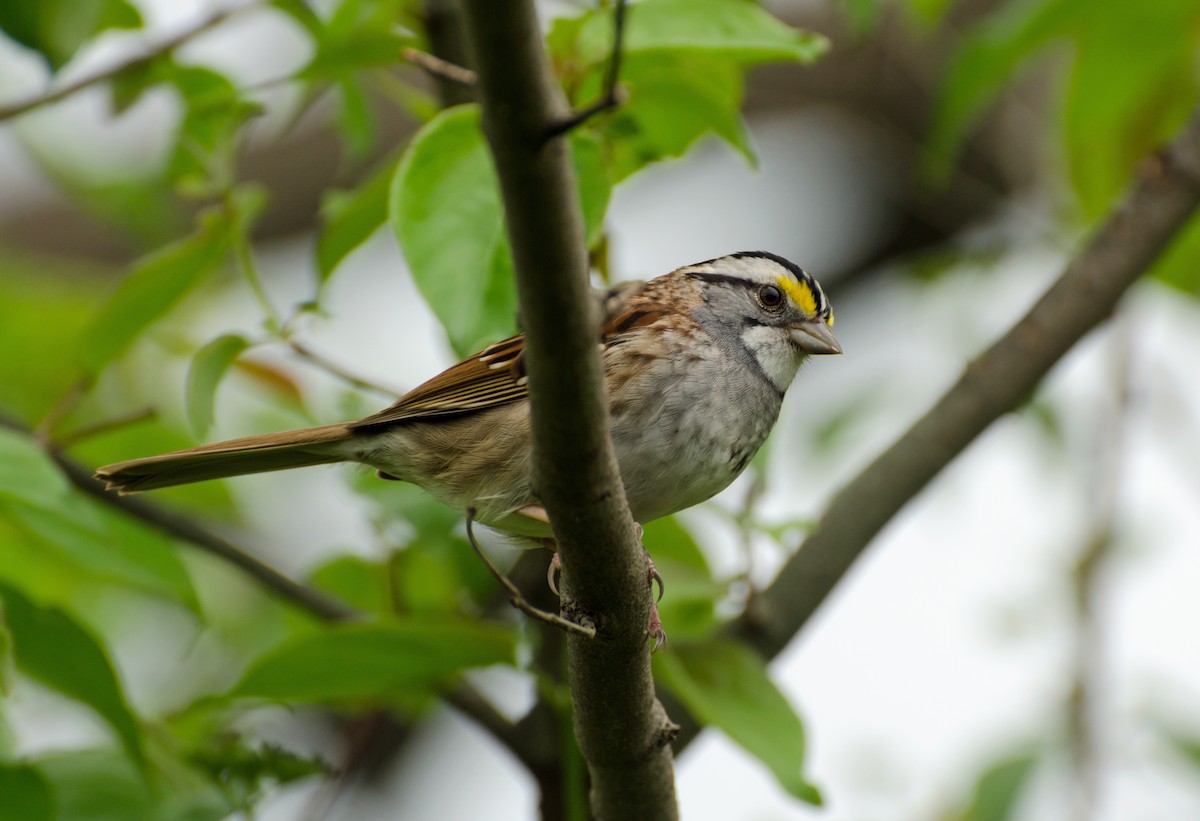 White-throated Sparrow - Jack and Shirley Foreman