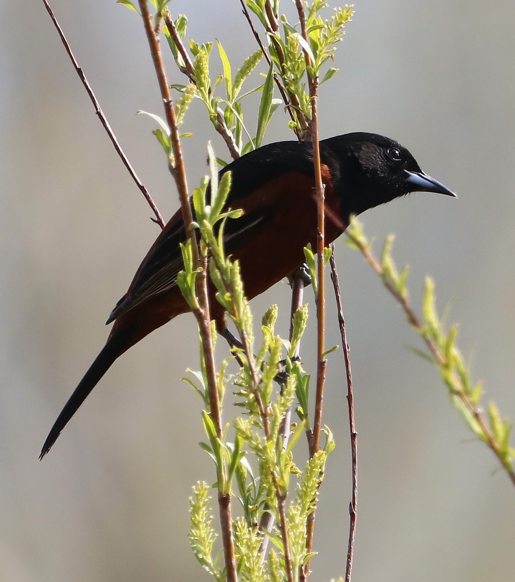 Orchard Oriole - ML618125232