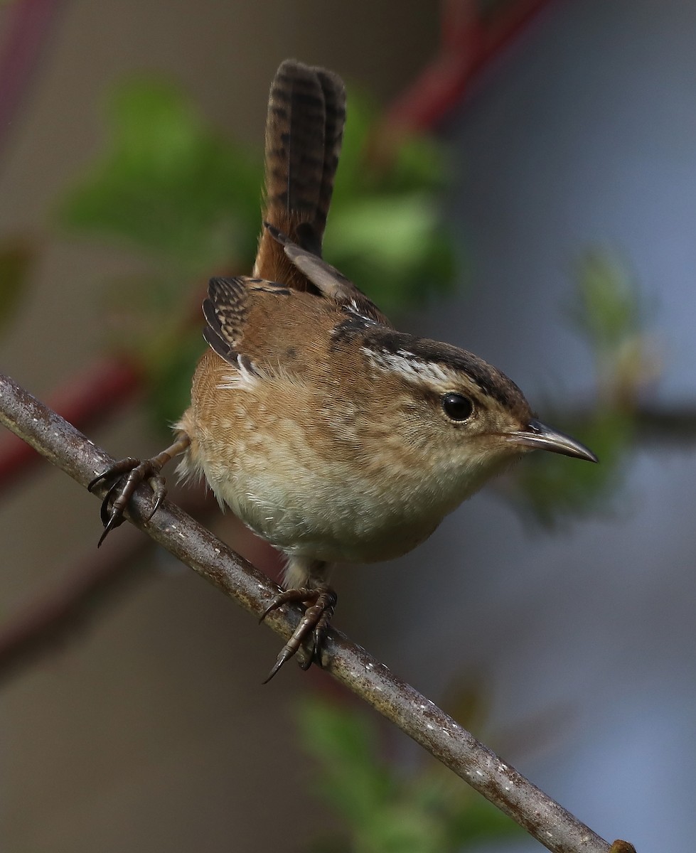 Marsh Wren - ML618125267