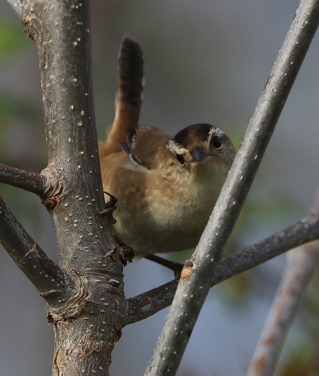 Marsh Wren - ML618125268