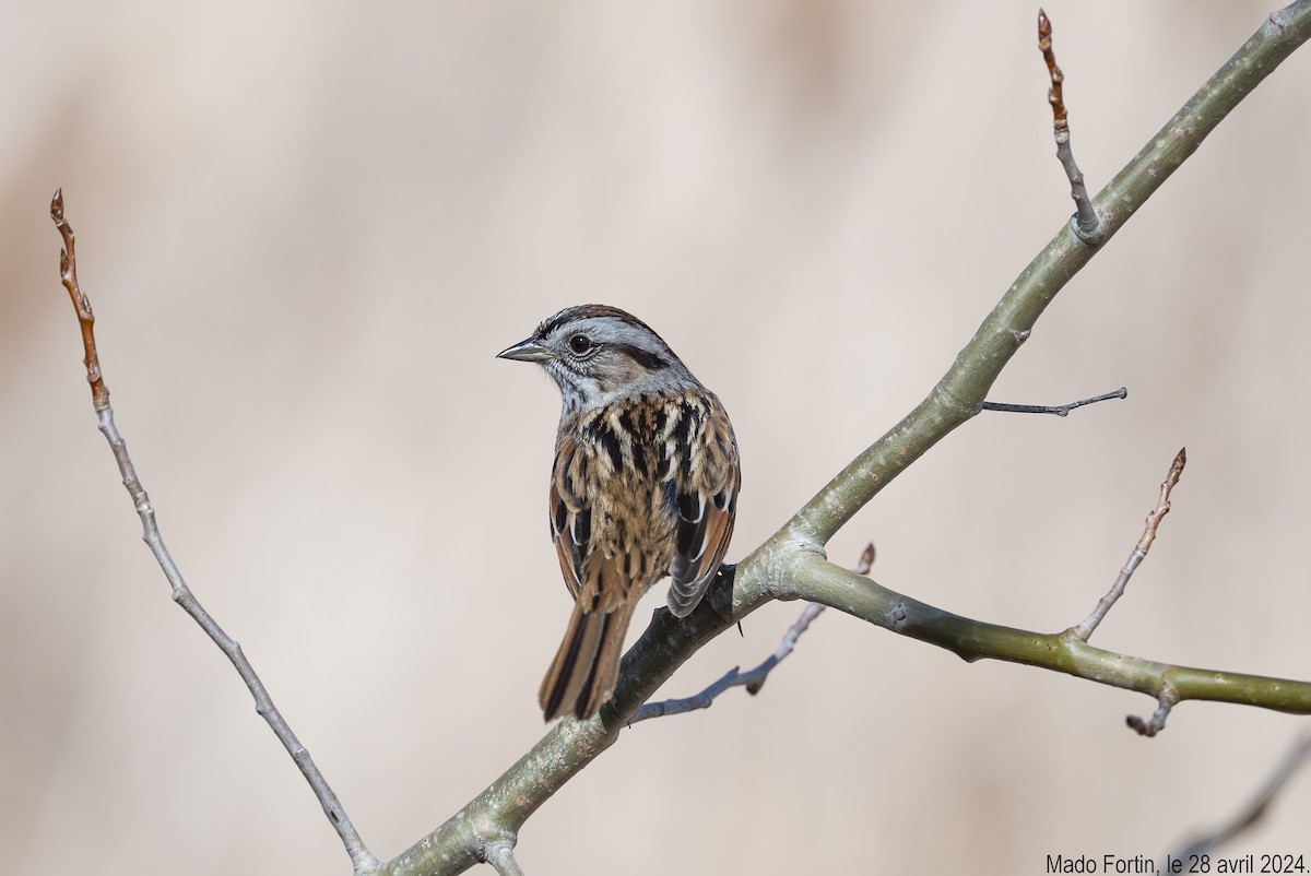 Swamp Sparrow - madeleine fortin