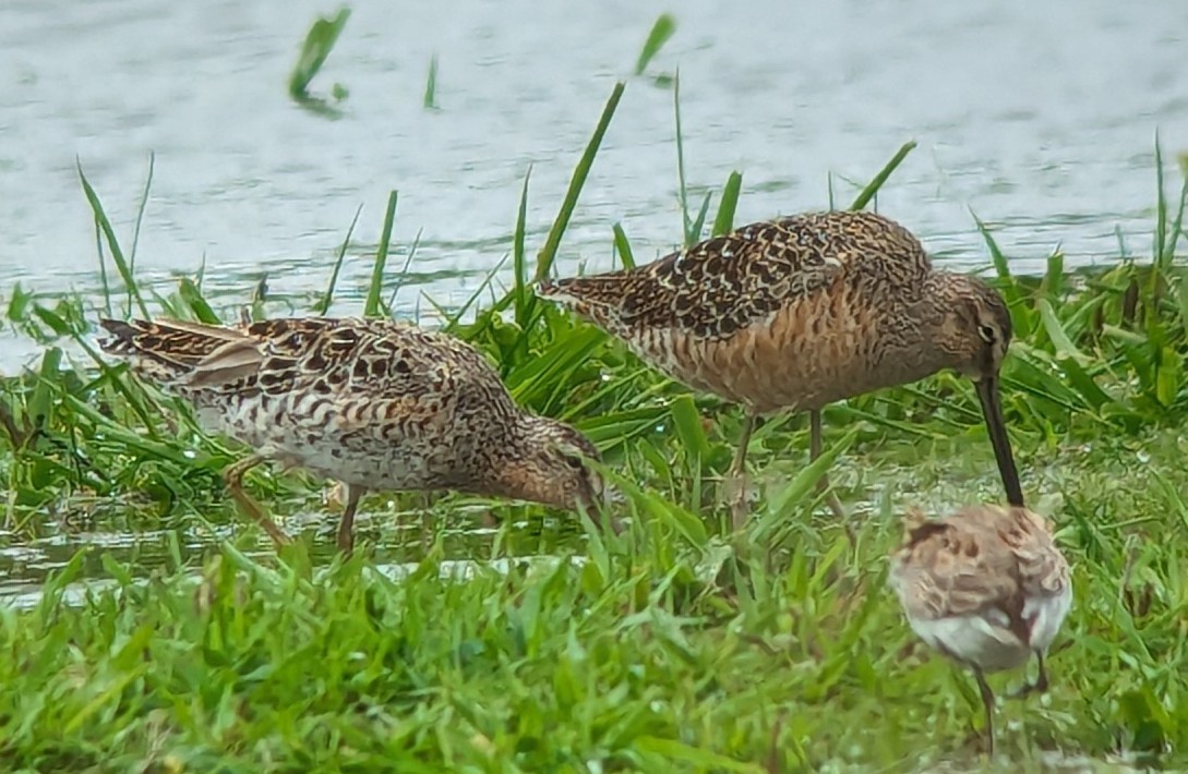 Short-billed Dowitcher (caurinus) - ML618125292