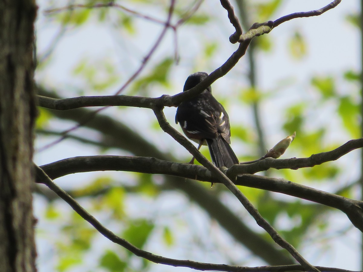 Eastern Towhee - Jillian Grgic