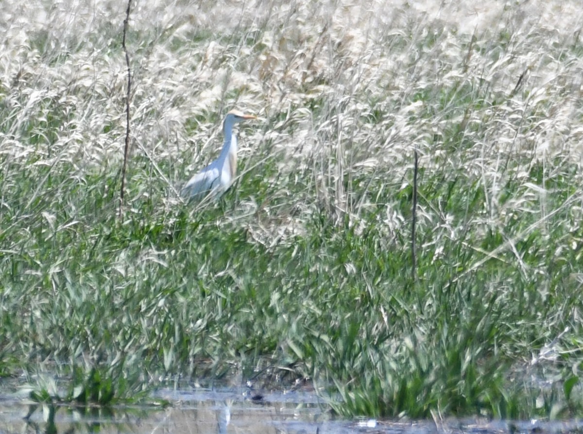 Western Cattle Egret - ML618125362