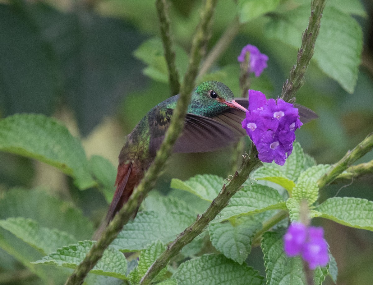 Rufous-tailed Hummingbird - ML618125377